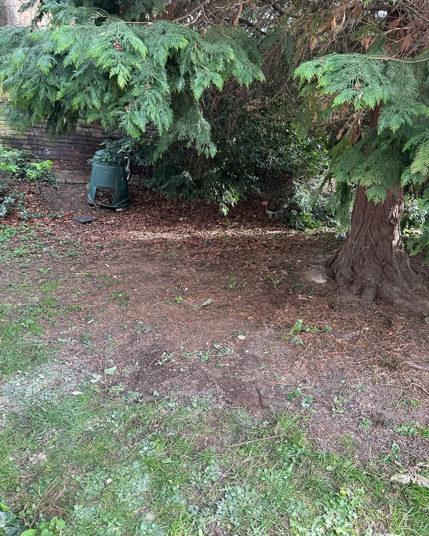 A yard with a tree and a trash can.