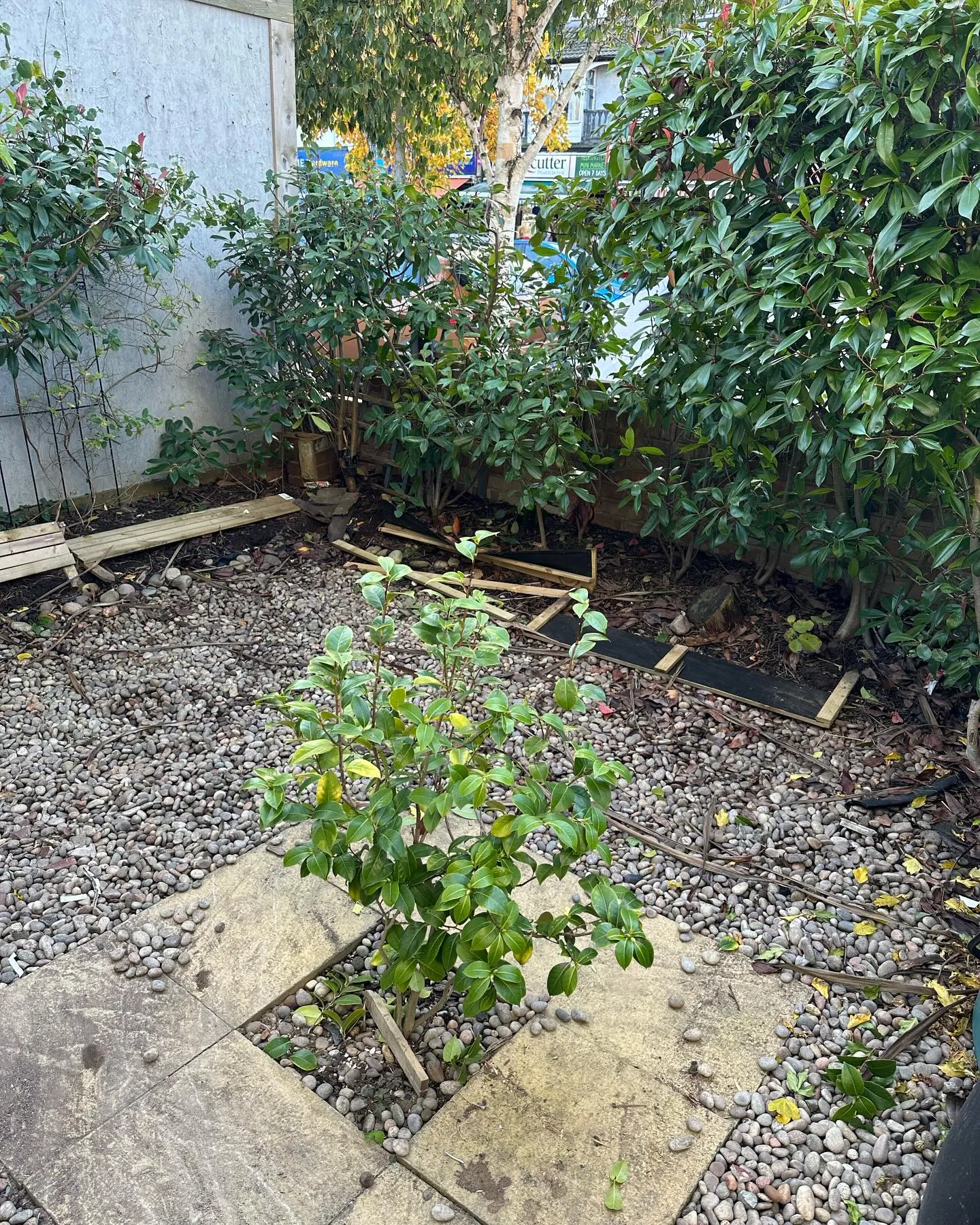 A small tree is growing in the middle of a garden.